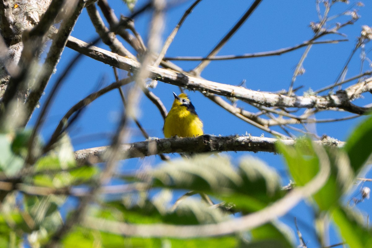 Süslü Ötleğen - ML647131235