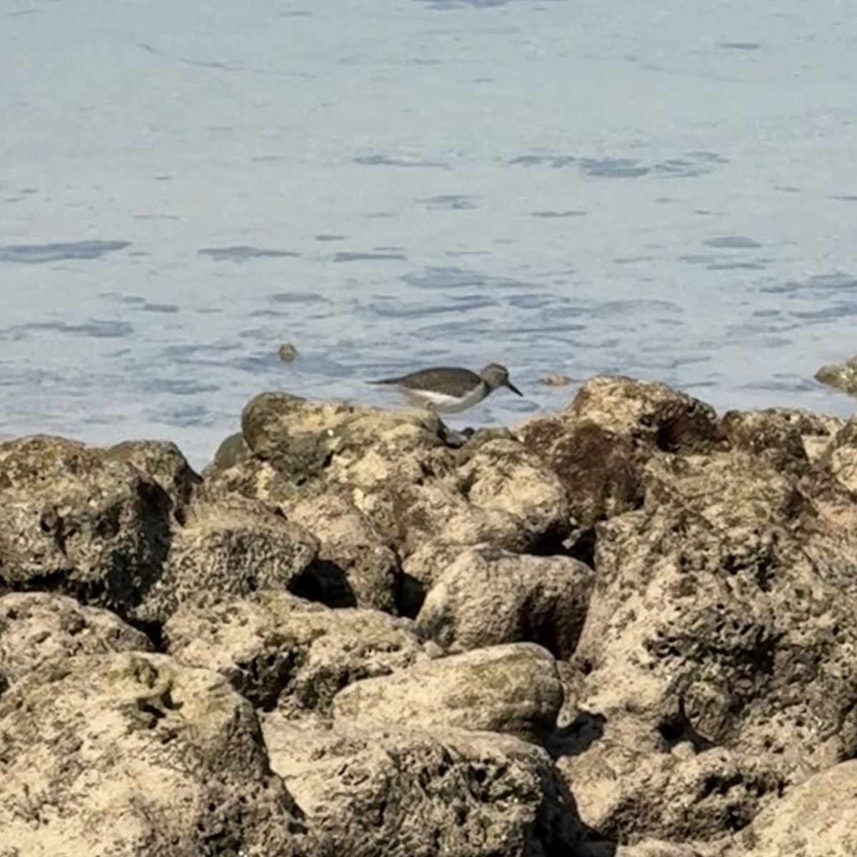 ביצנית לבנת-בטן - ML647131245