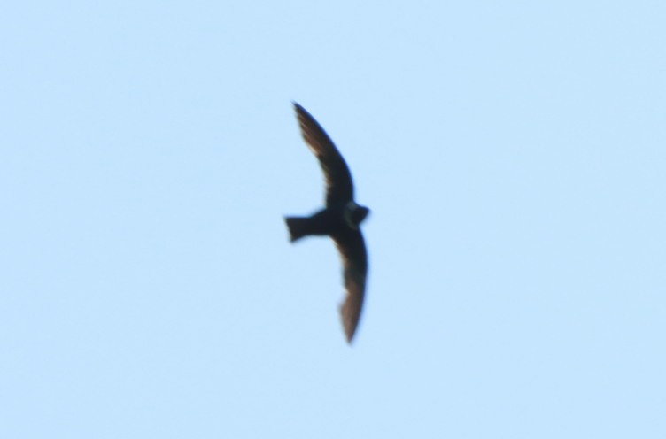 White-collared Swift - ML647131247