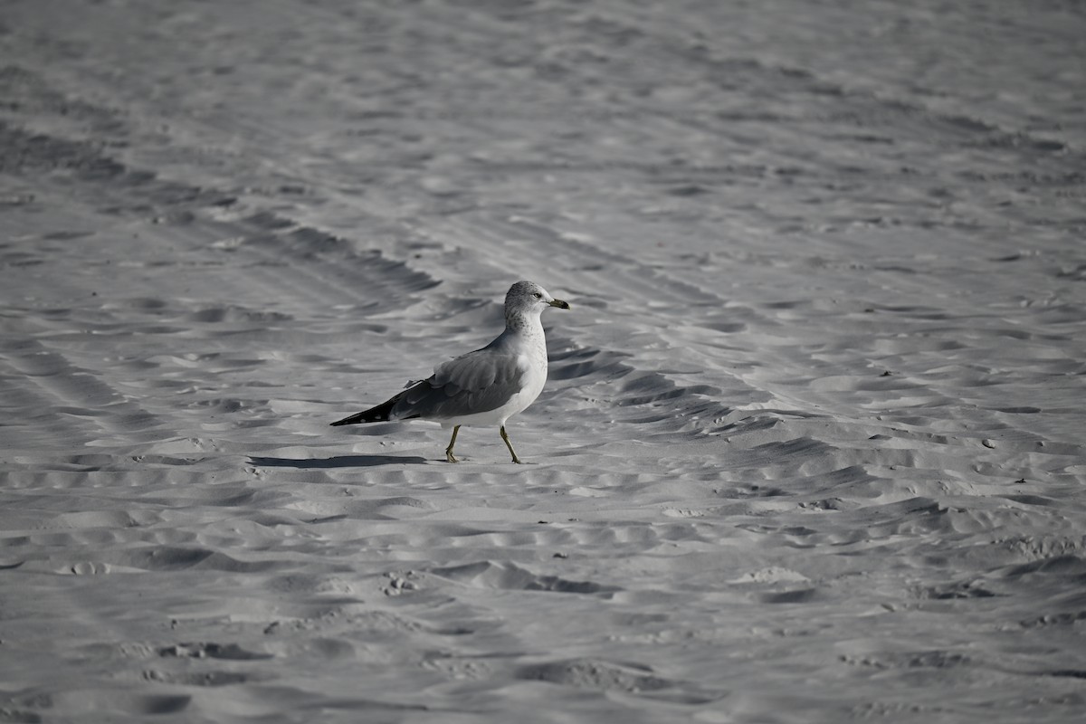 Ring-billed Gull - ML647131253