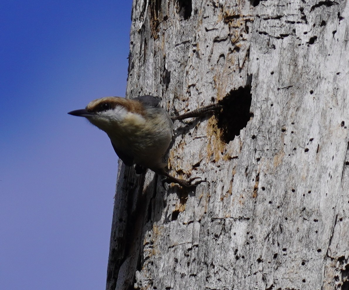 Brown-headed Nuthatch - ML647131257