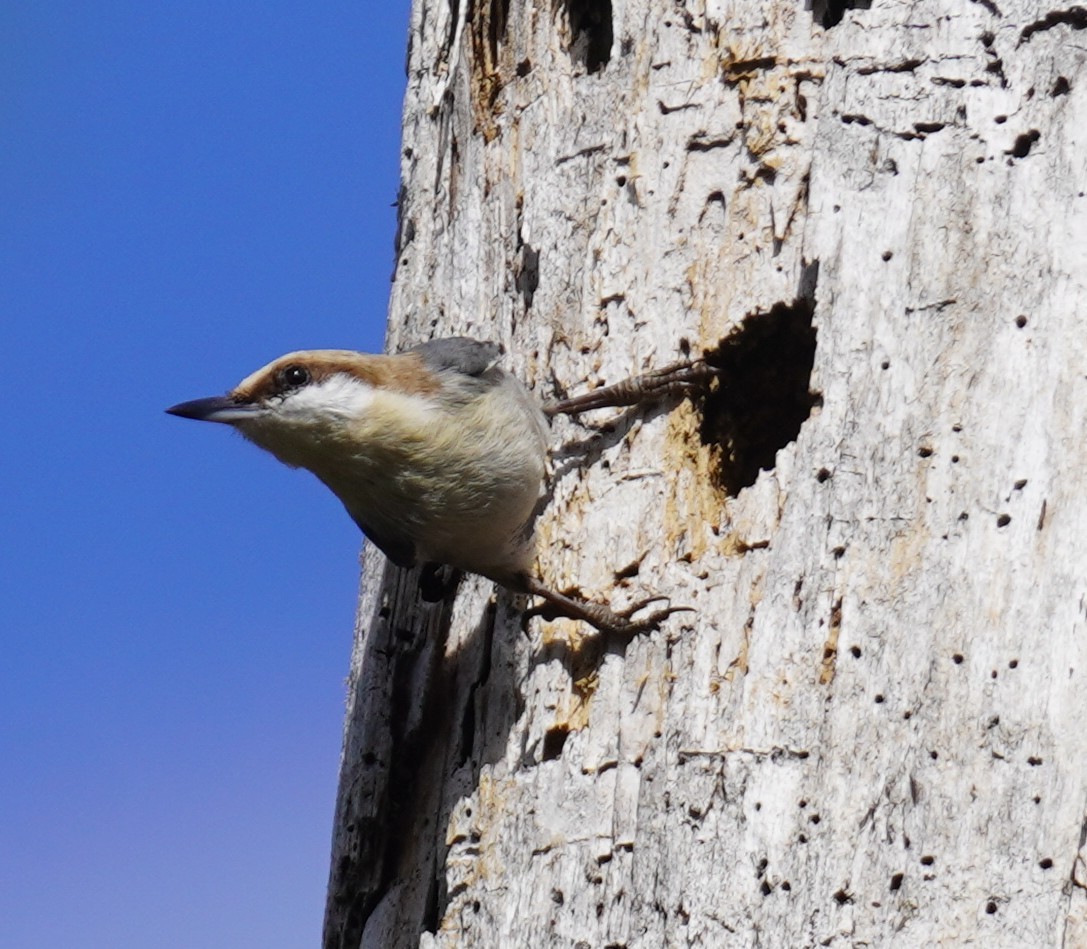 Brown-headed Nuthatch - ML647131258