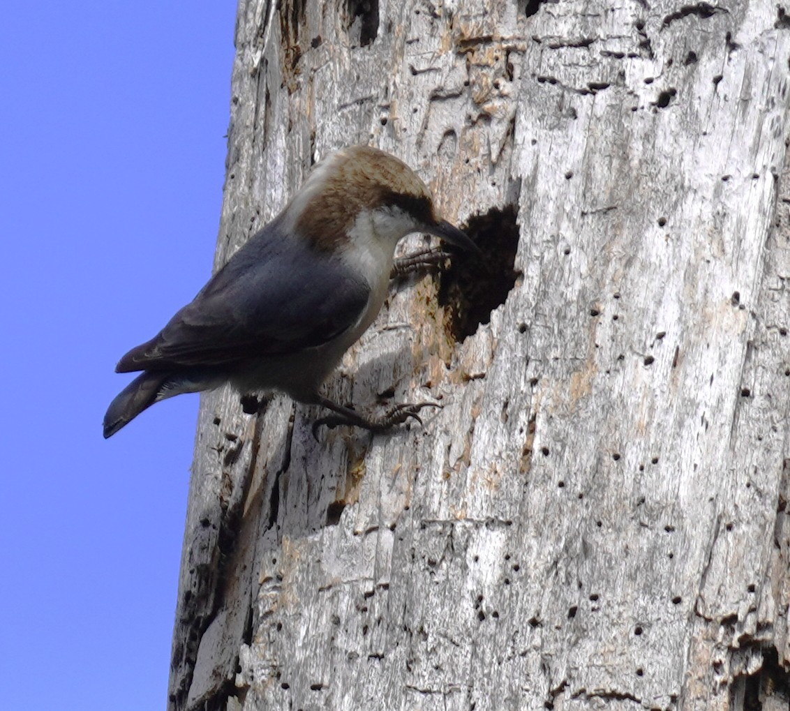 Brown-headed Nuthatch - ML647131259