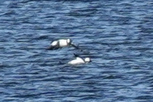 Bufflehead - ML647131261