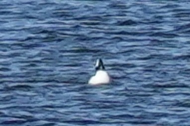 Bufflehead - ML647131262