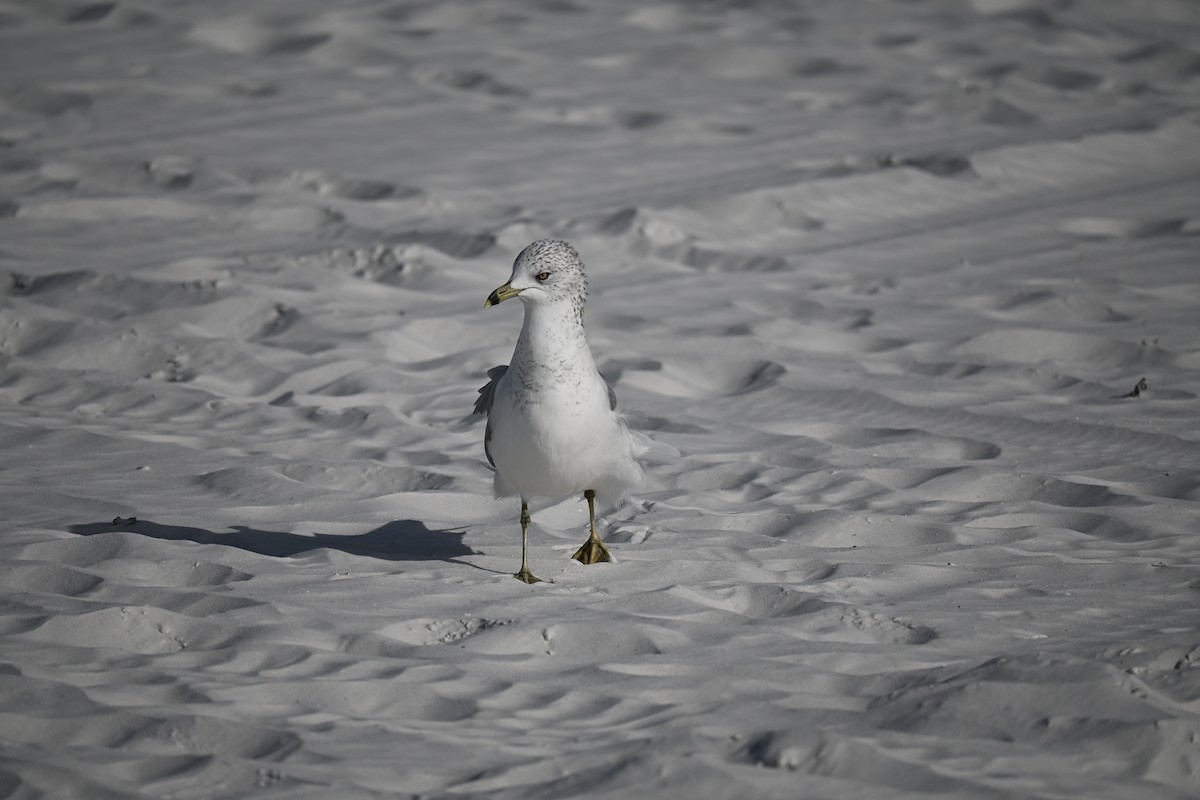 Ring-billed Gull - ML647131263