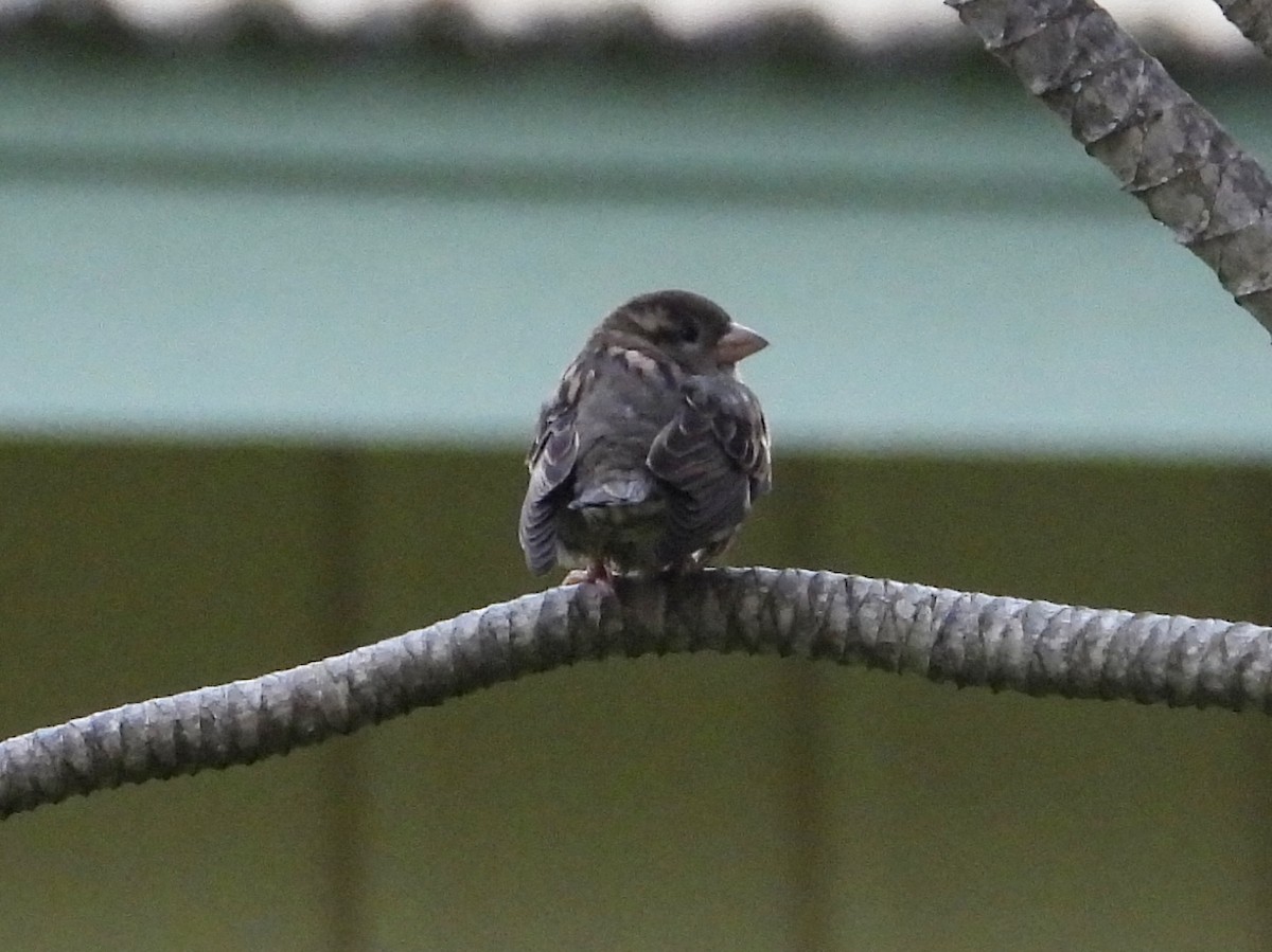 דרור הבית - ML647131265
