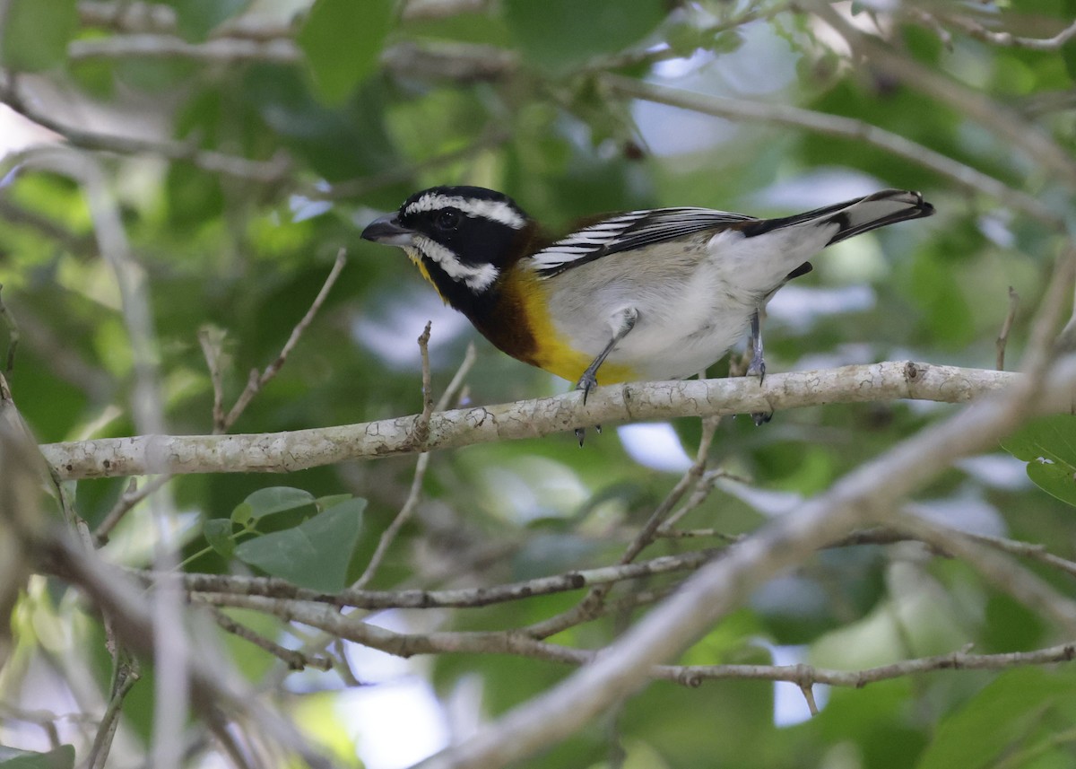 Western Spindalis (Cozumel I.) - ML647131268