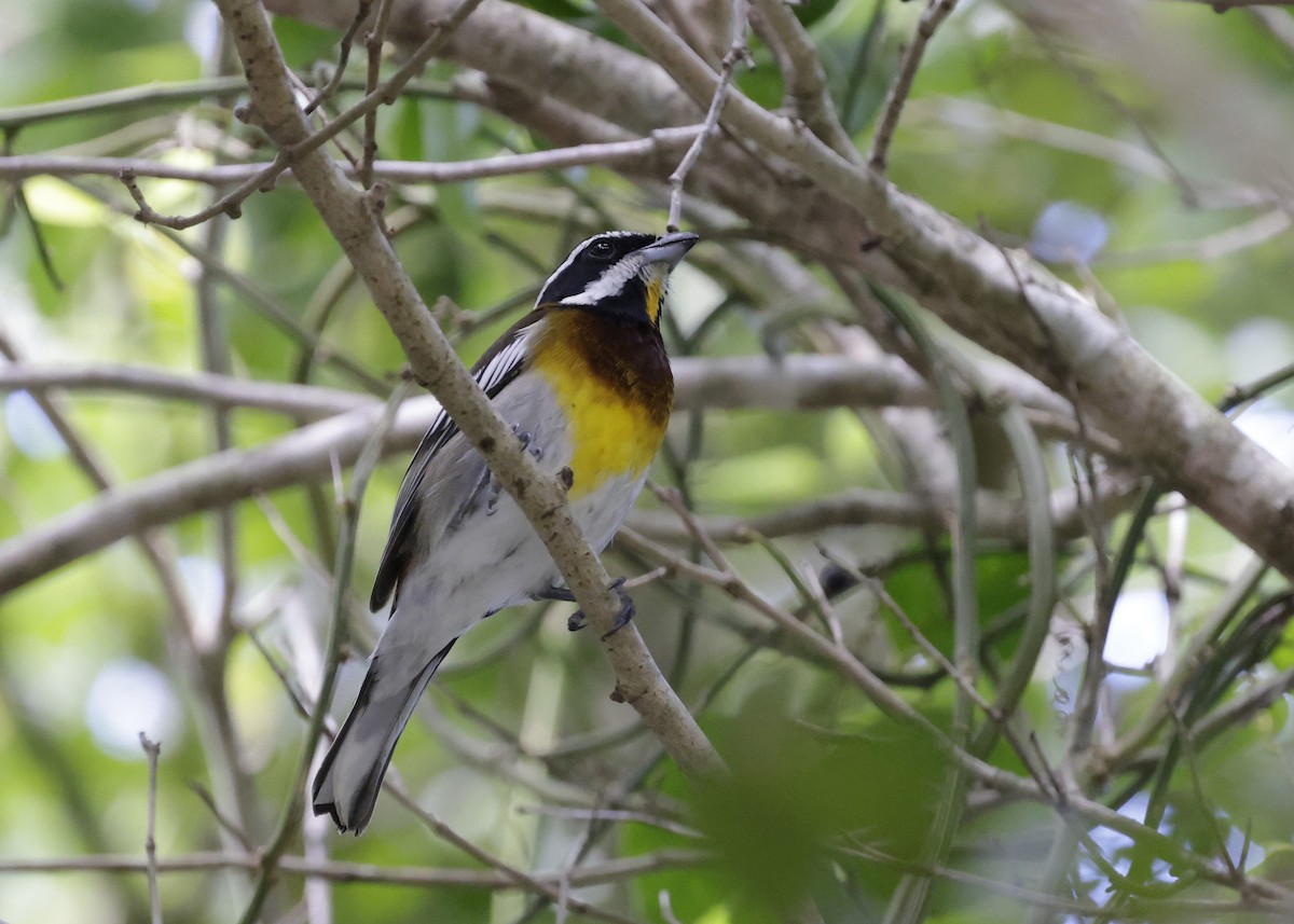 Western Spindalis (Cozumel I.) - ML647131269