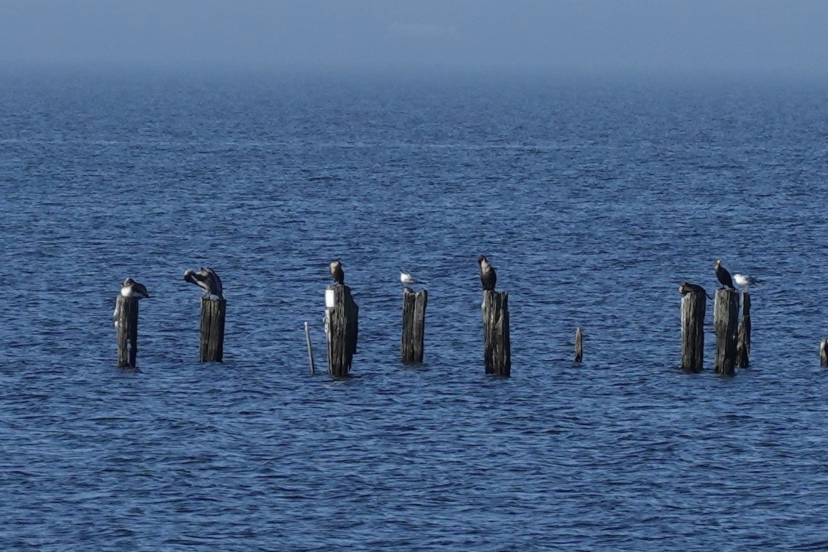 Double-crested Cormorant - ML647131272