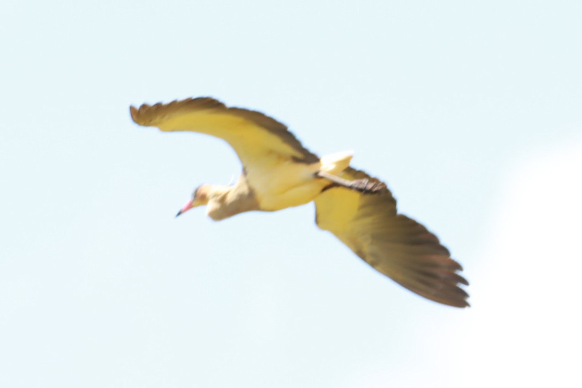 Whistling Heron - ML647131273