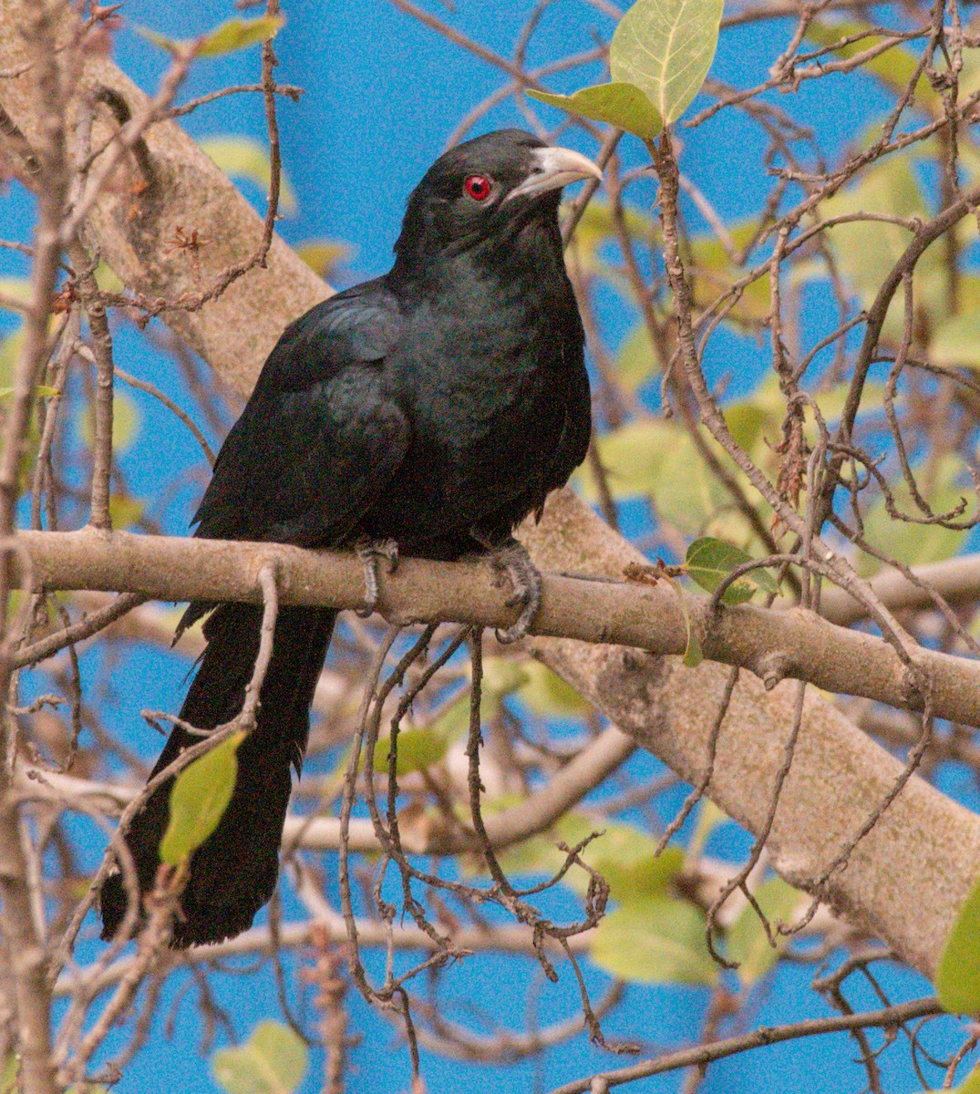 Asian Koel - ML647131280