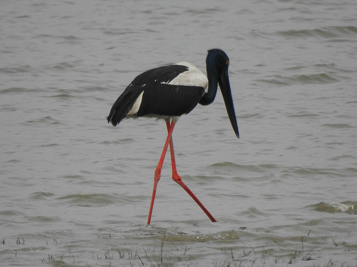 čáp černokrký - ML647131281