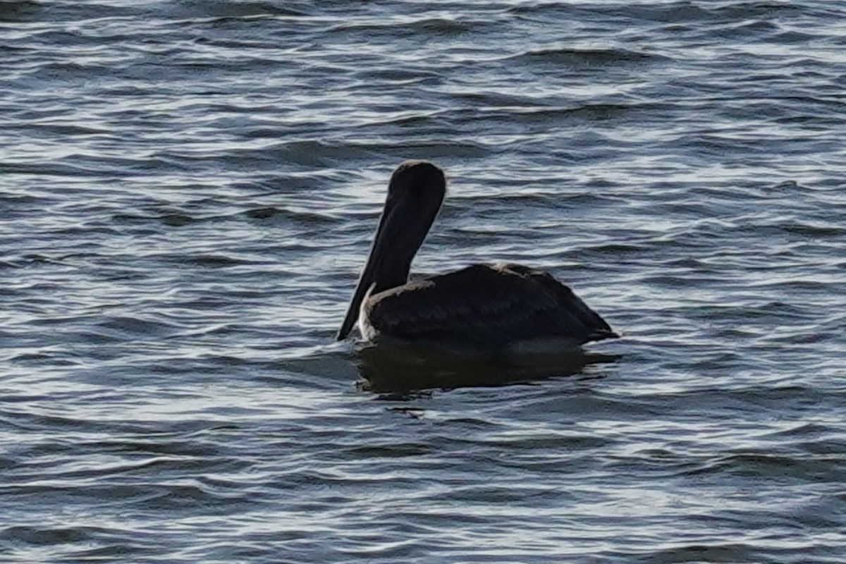 Brown Pelican - ML647131282