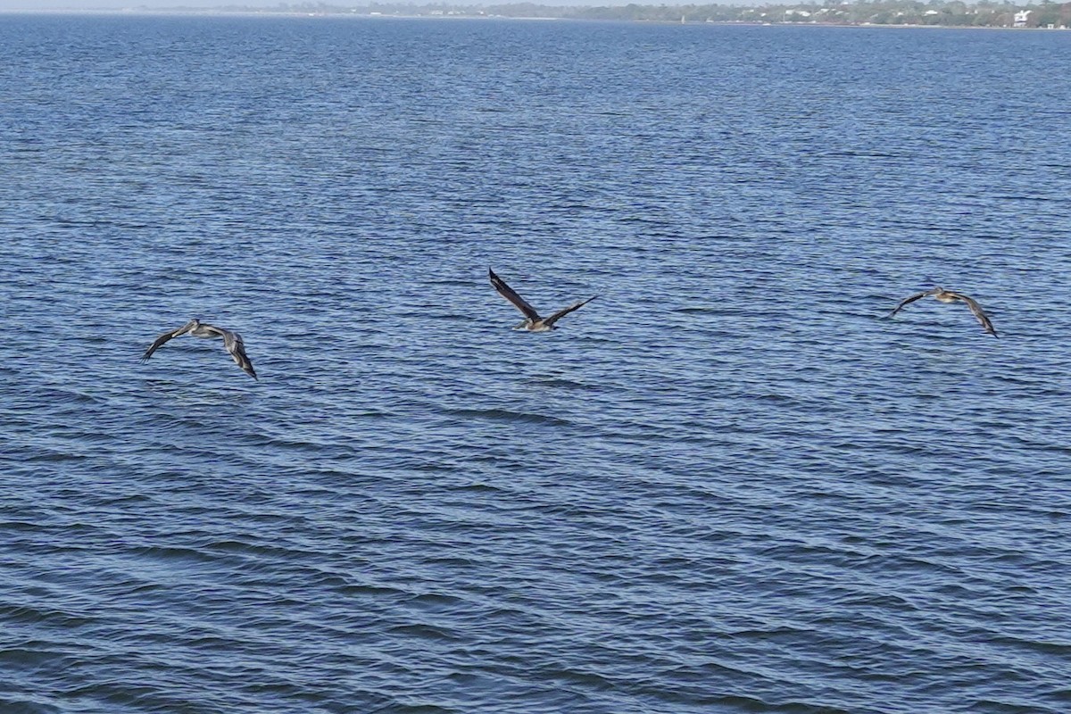 Brown Pelican - ML647131283