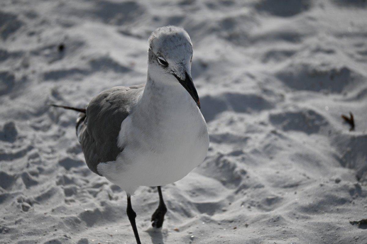 笑鷗 - ML647131284