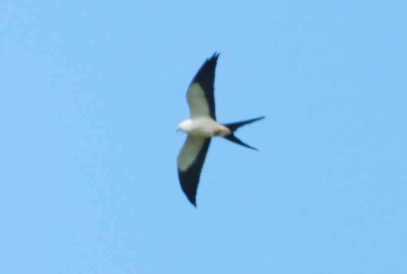 Swallow-tailed Kite - ML647131300