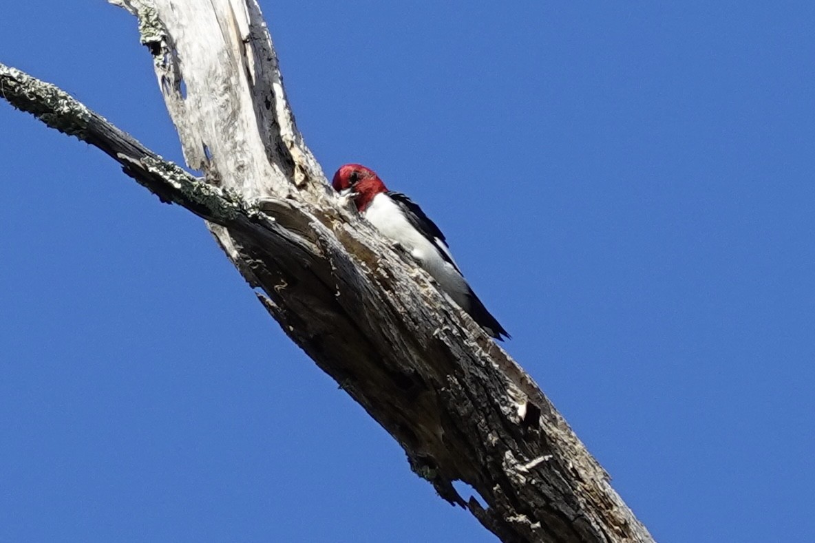 Red-headed Woodpecker - ML647131306