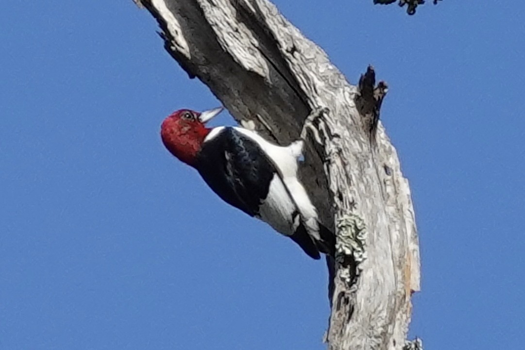 Red-headed Woodpecker - ML647131307