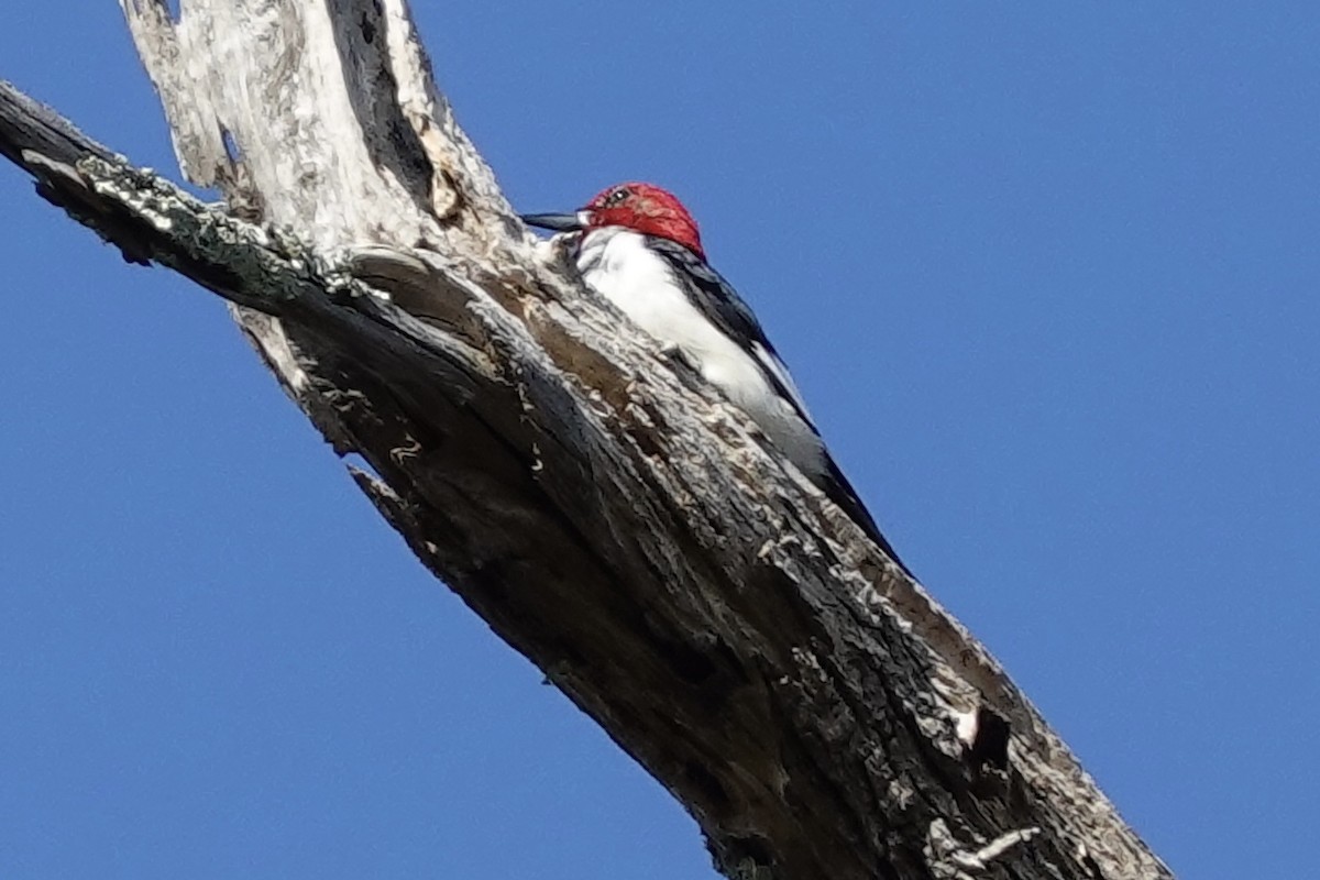 Red-headed Woodpecker - ML647131308