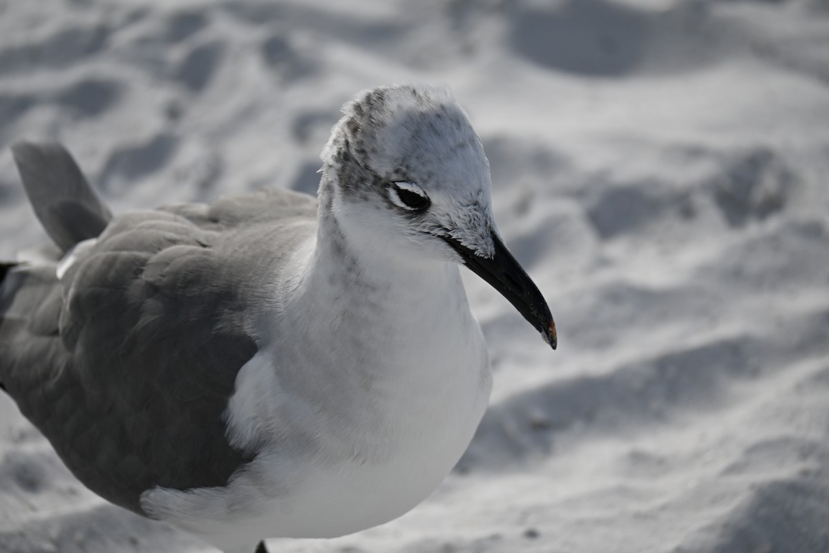 笑鷗 - ML647131311