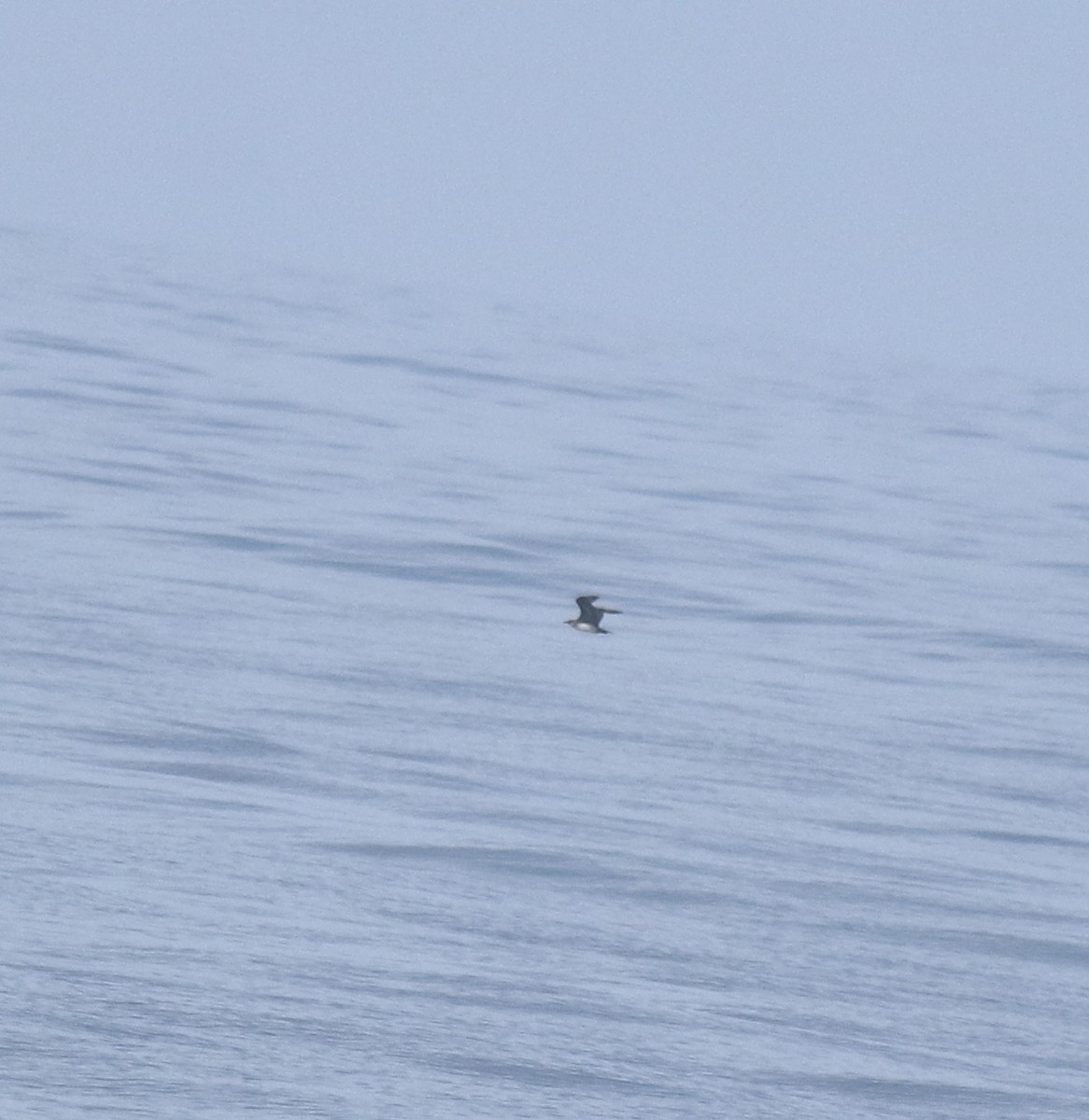 Parasitic Jaeger - ML647131319