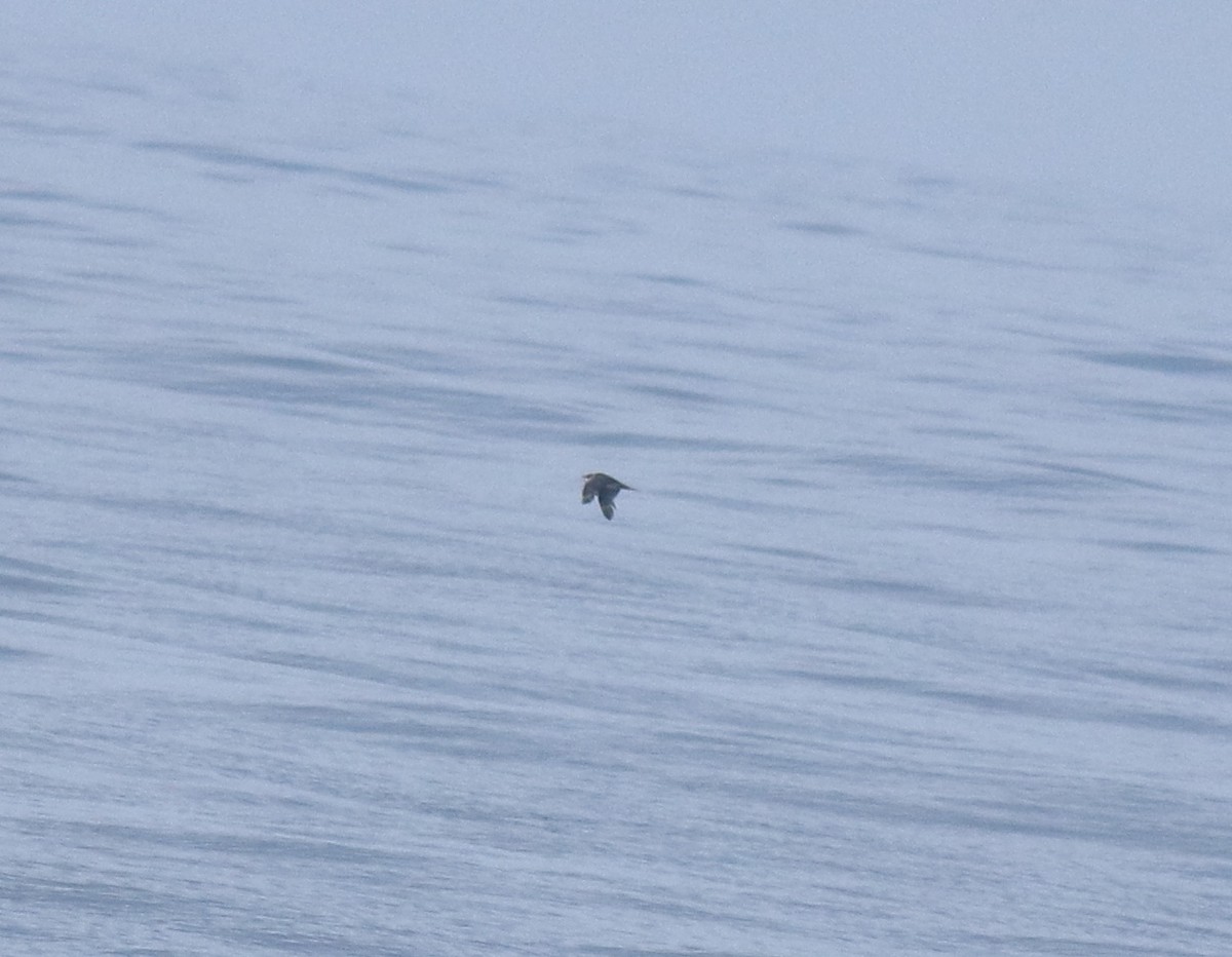 Parasitic Jaeger - ML647131320