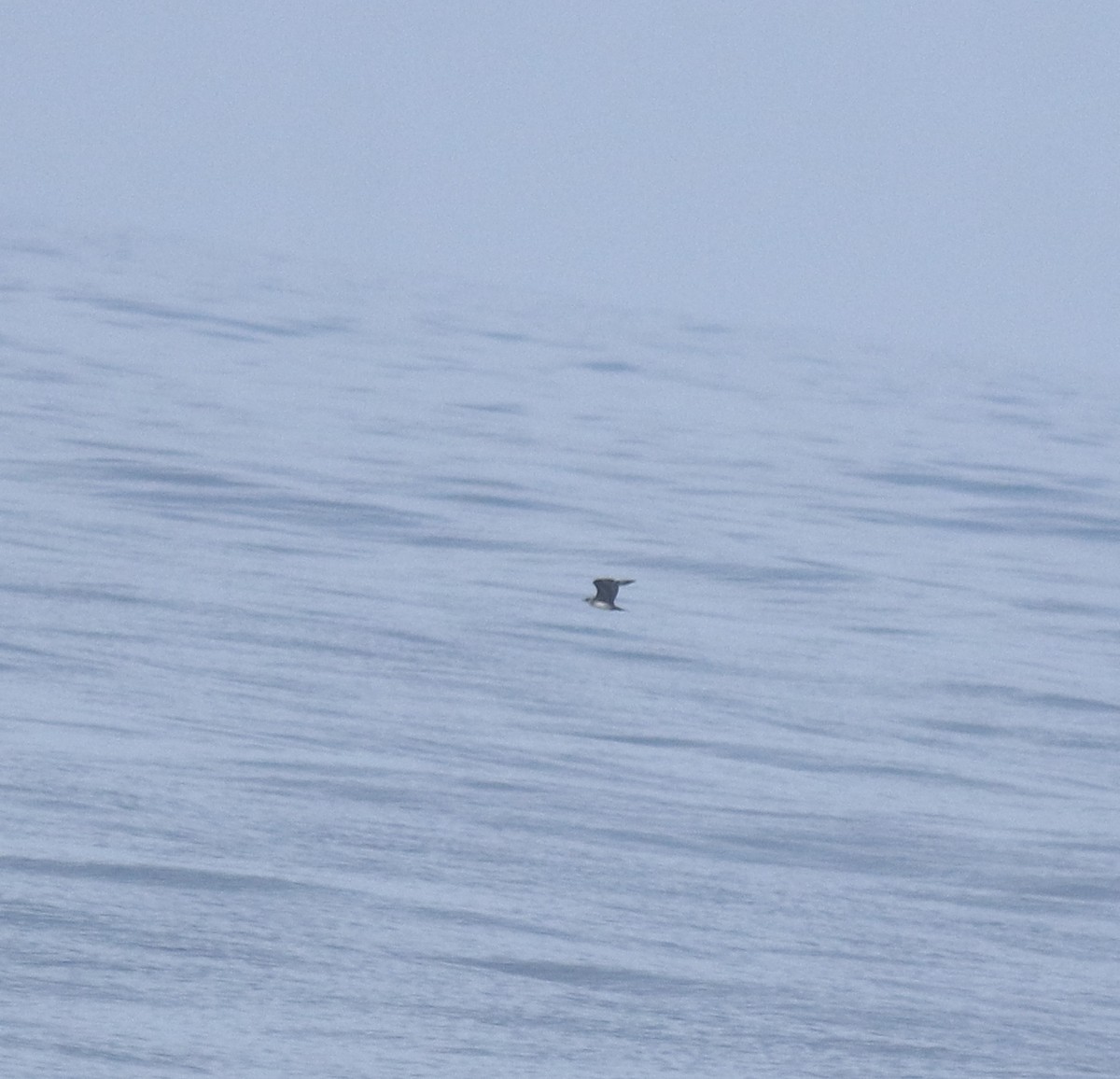 Parasitic Jaeger - ML647131321