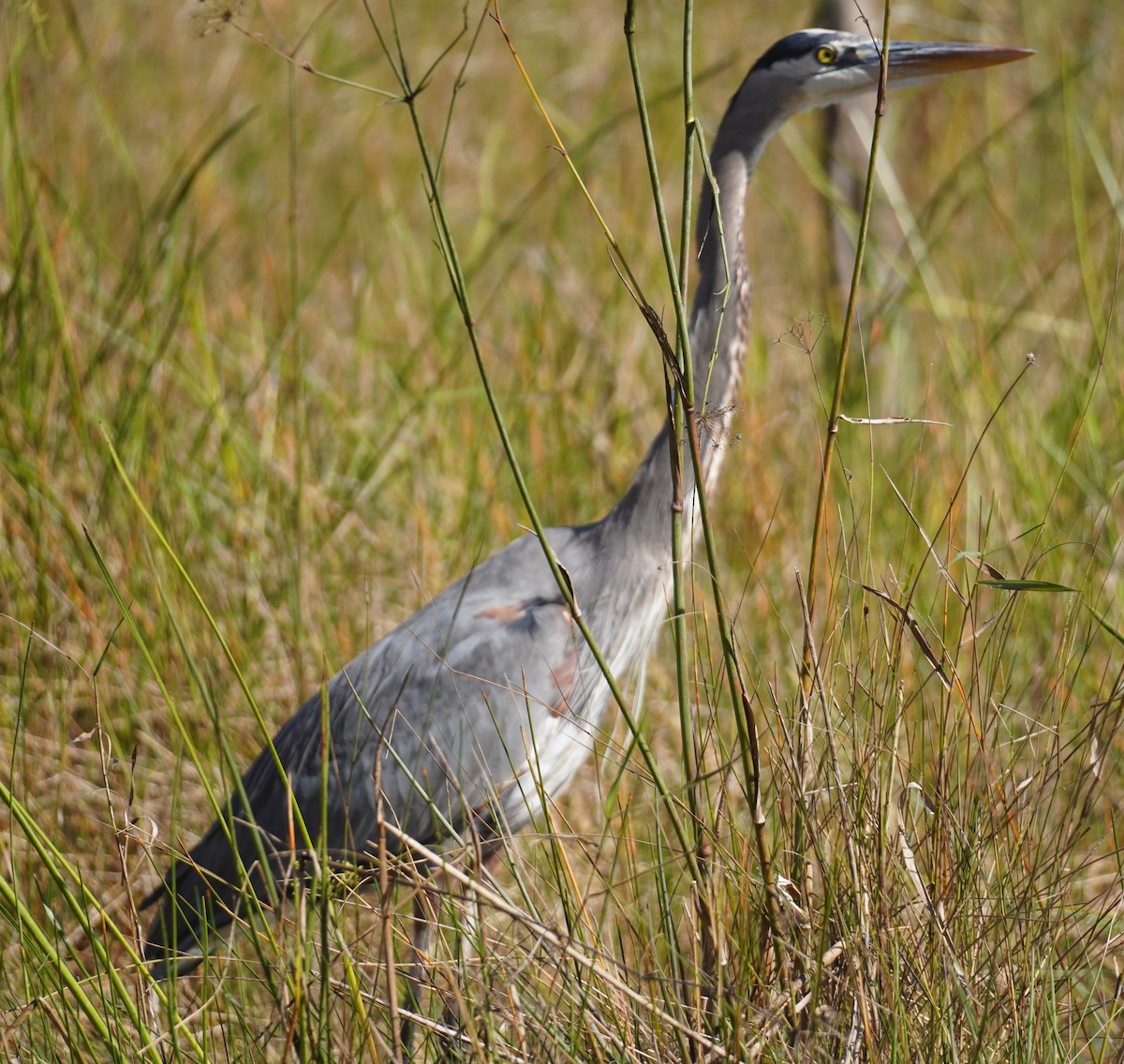Great Blue Heron - ML647131325