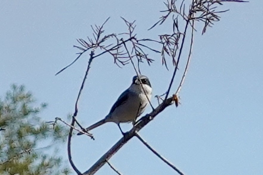 Loggerhead Shrike - ML647131326