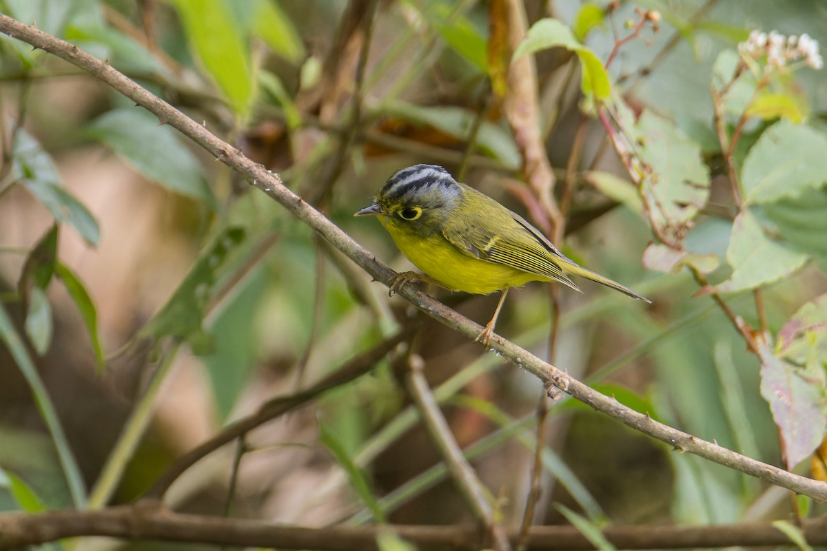 White-spectacled Warbler - ML647131327