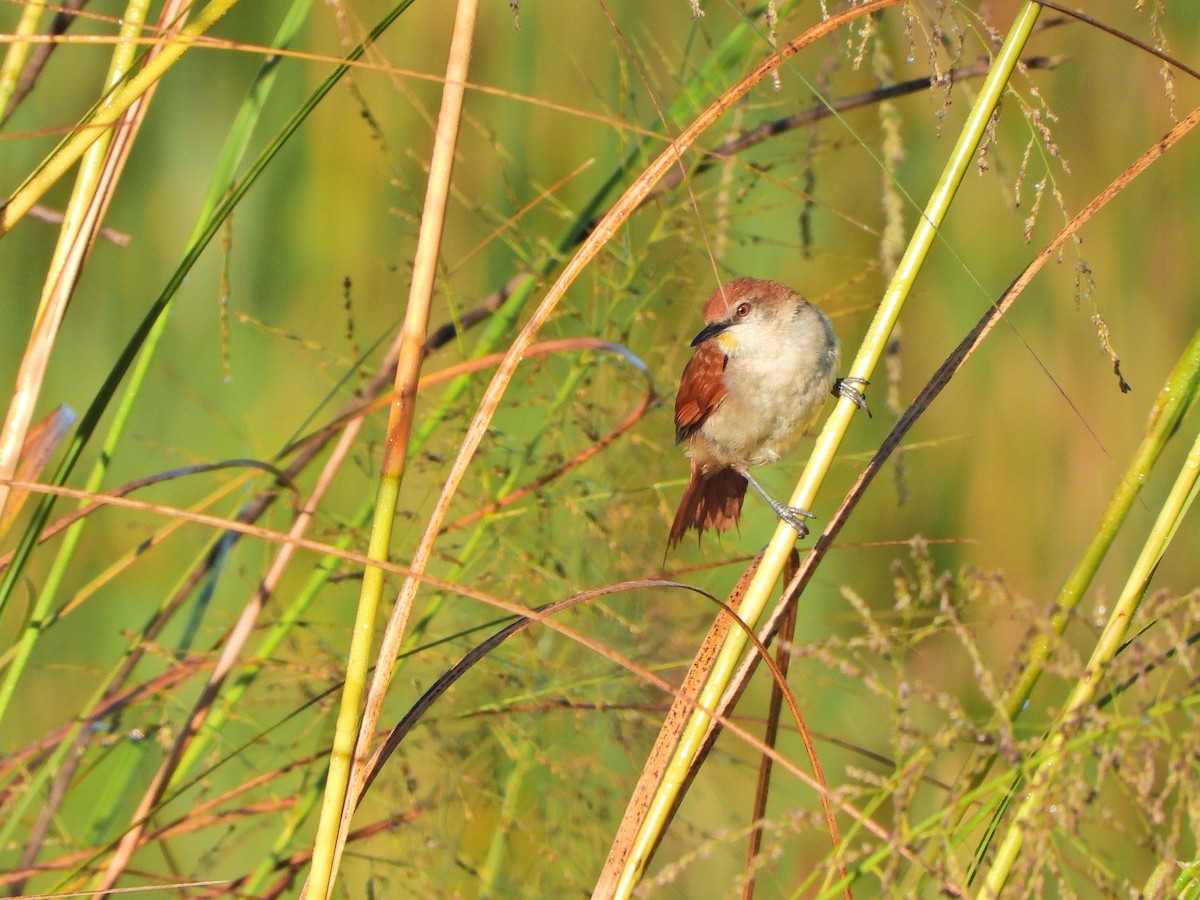 Yellow-chinned Spinetail - ML647131328