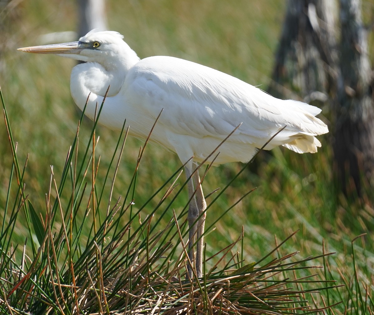 Great Blue Heron (Great White) - ML647131330