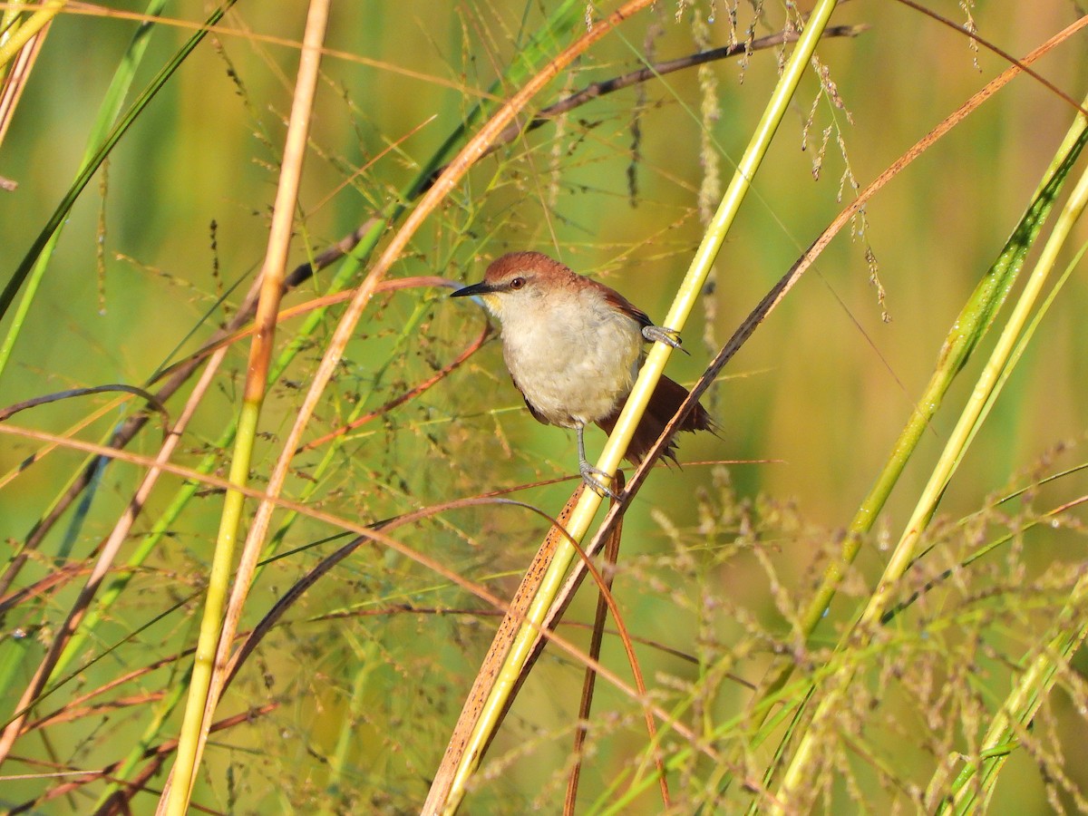 Yellow-chinned Spinetail - ML647131337
