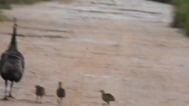 Indian Peafowl - ML647131346