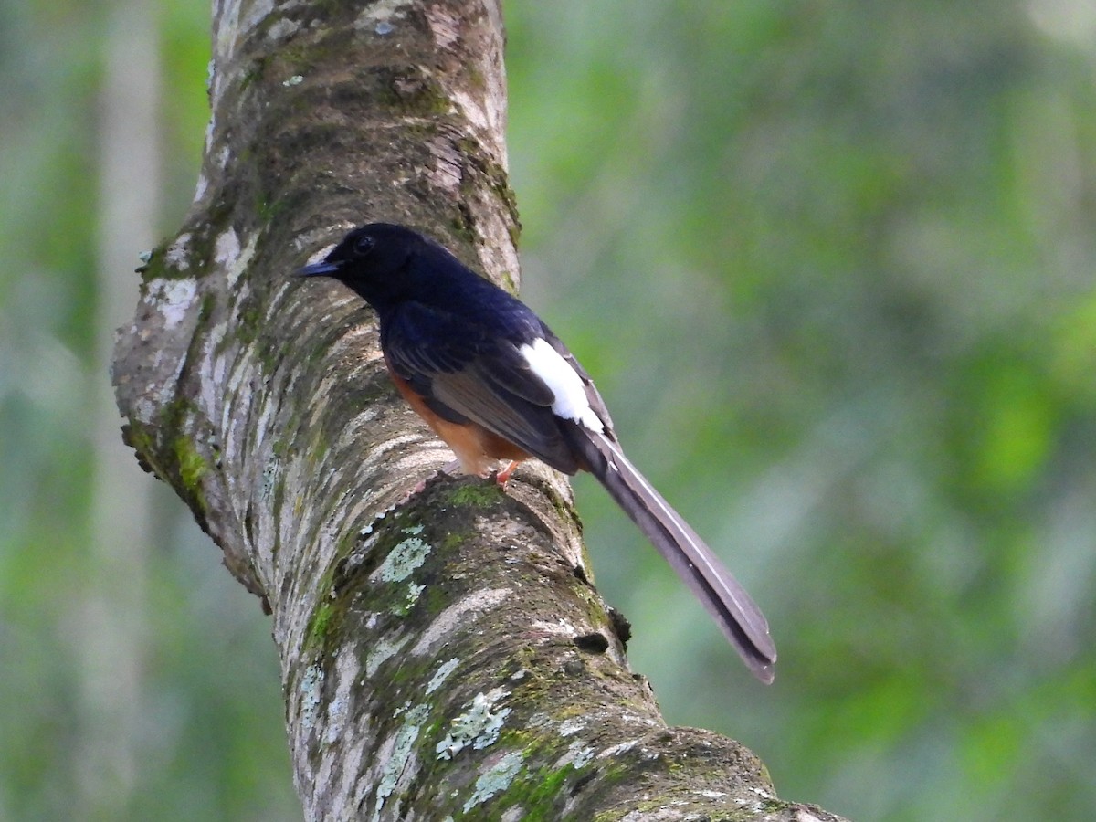 White-rumped Shama - ML647131347