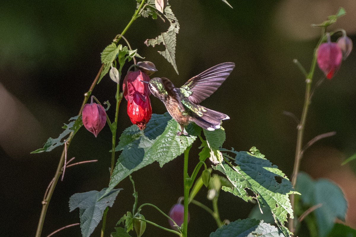 Speckled Hummingbird - ML647131348