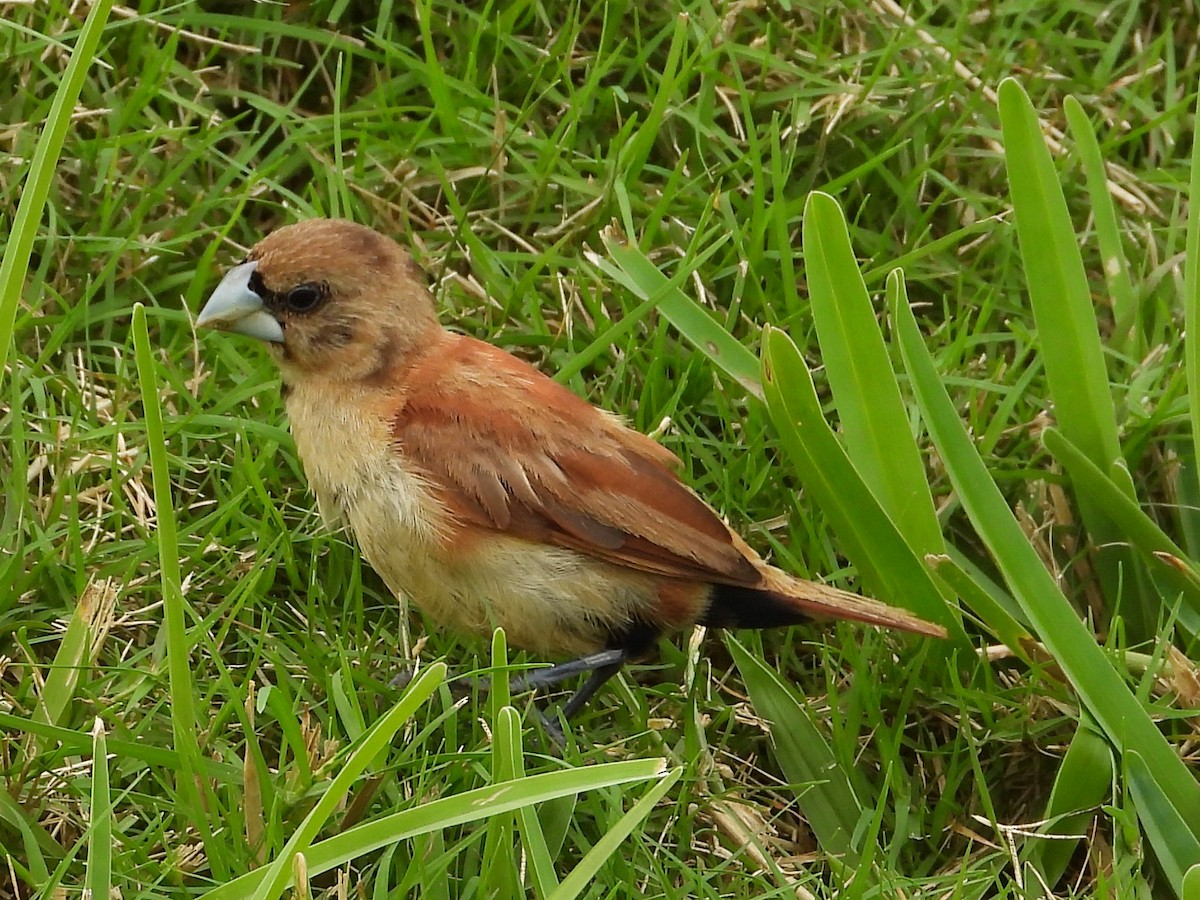 Chestnut Munia - ML647131357