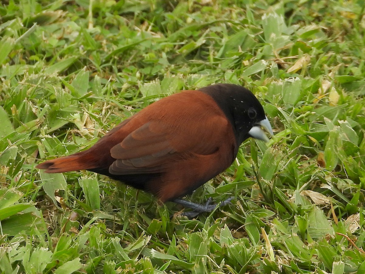 Chestnut Munia - ML647131362