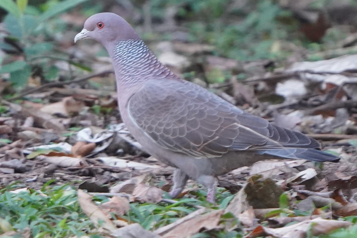 Paloma Picazuró - ML647131363