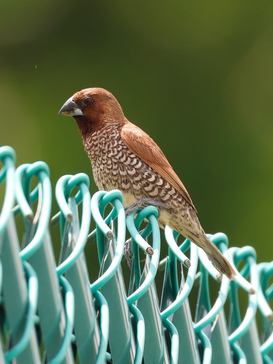 Scaly-breasted Munia - ML647131371