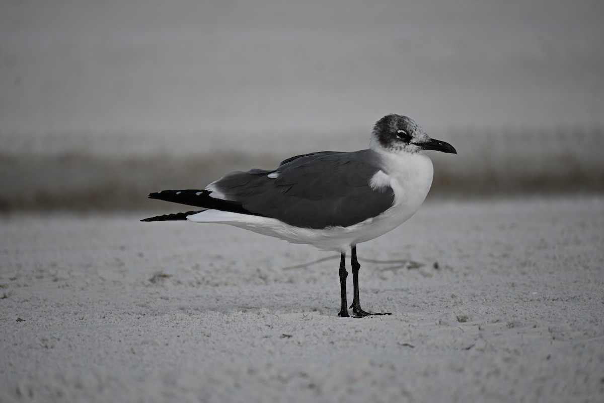 笑鷗 - ML647131377