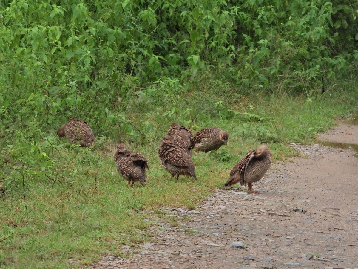 Gray Francolin - ML647131379