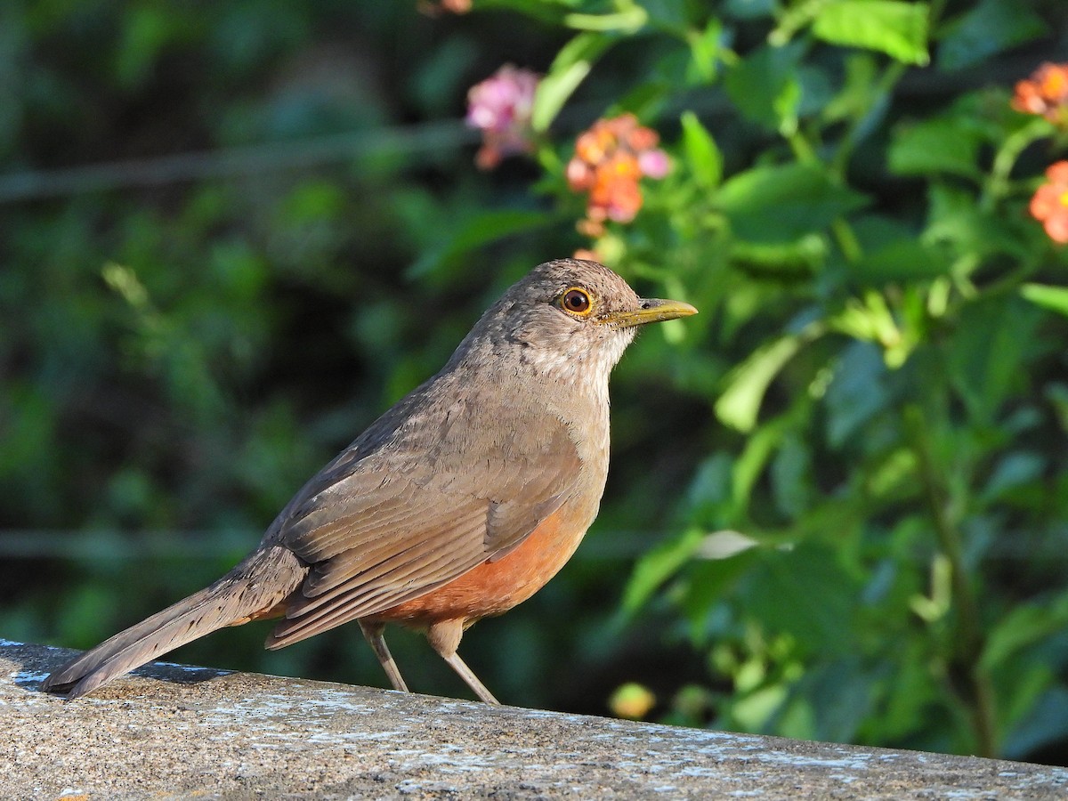 Rufous-bellied Thrush - ML647131380
