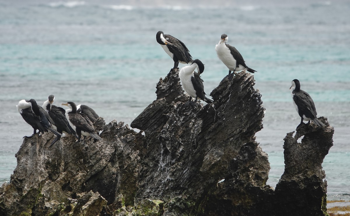 Pied Cormorant - ML647131384