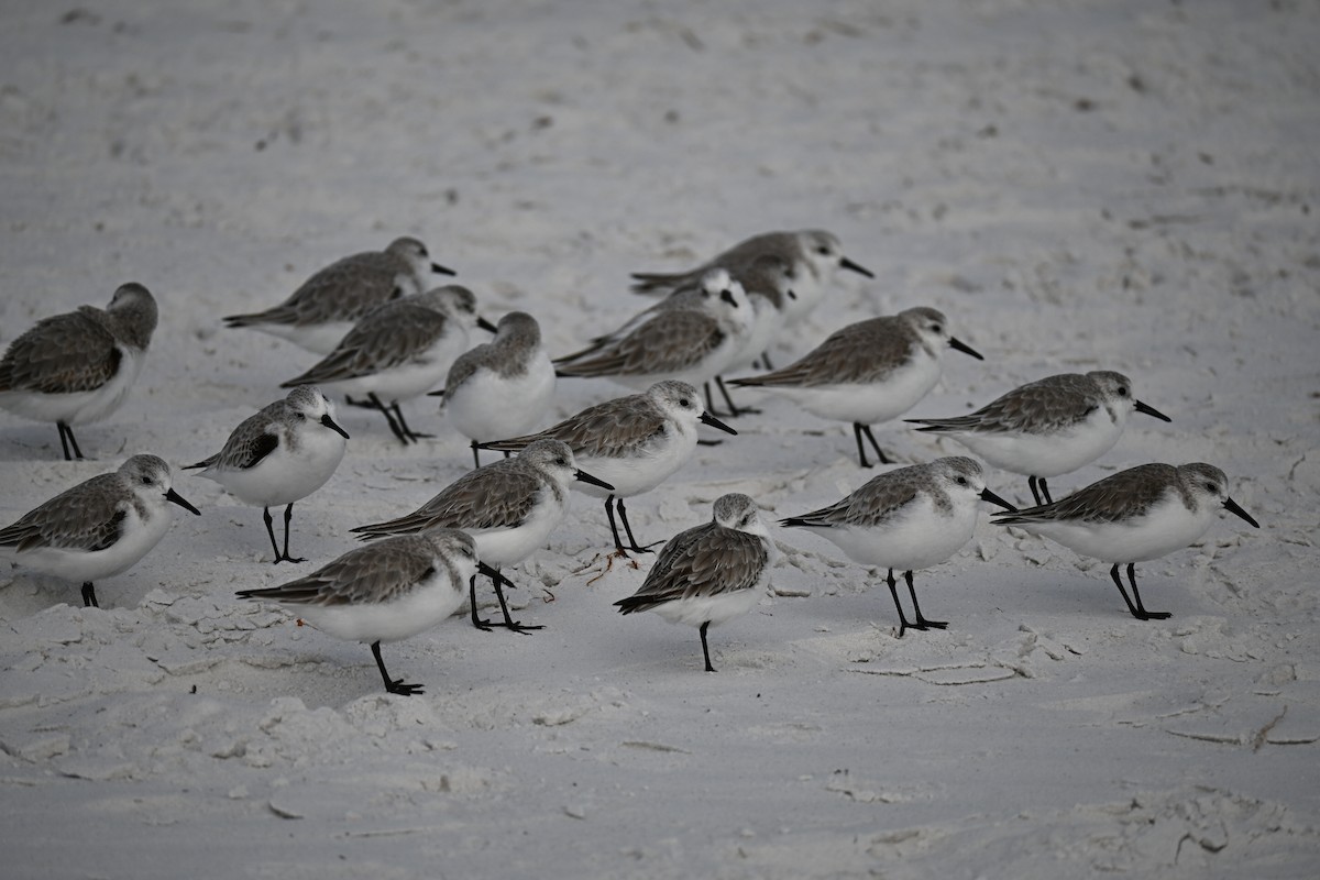 Sanderling - ML647131385