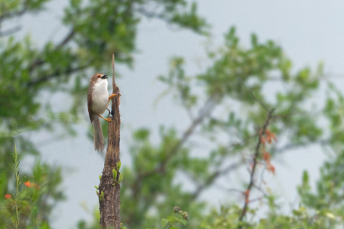 Yellow-eyed Babbler - ML647131395