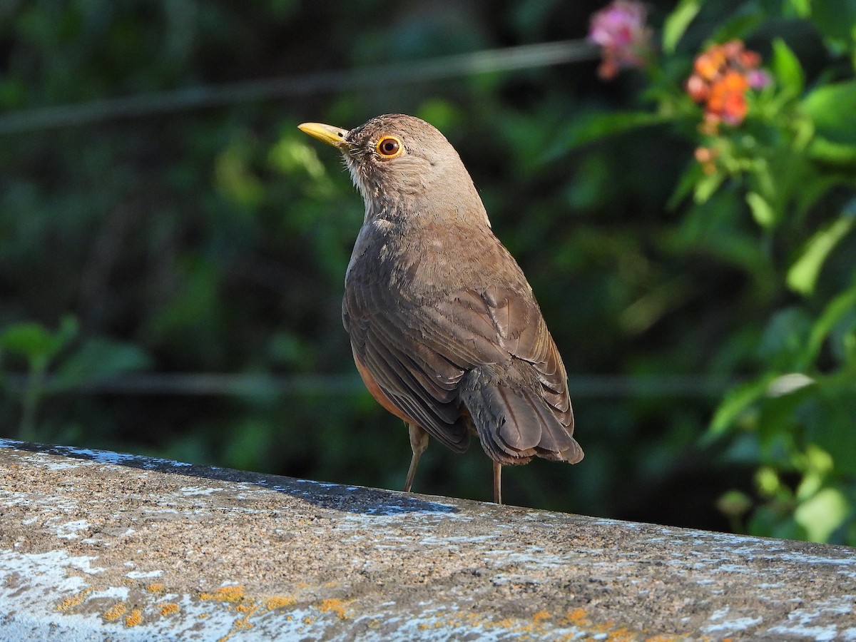 Rufous-bellied Thrush - ML647131398