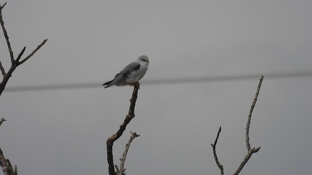 Black-winged Kite - ML647131399
