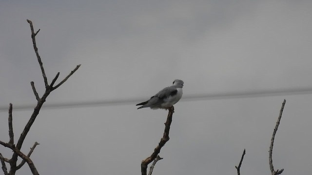 Black-winged Kite - ML647131400